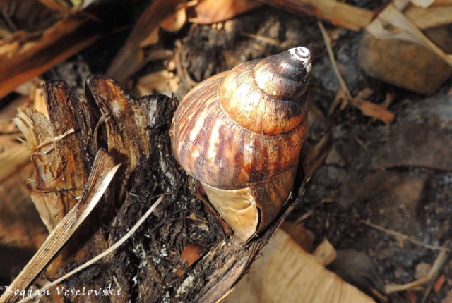 Nkhono (snail)