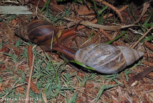 Nkhono (snails)