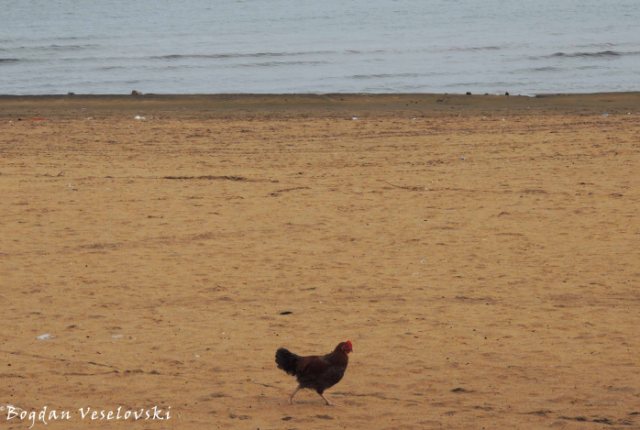 Nkhuku (Hen on the beach)