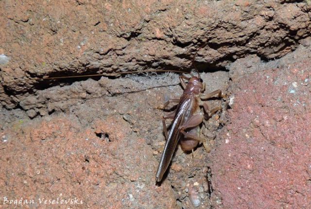 Nkhululu (burrowing cricket)