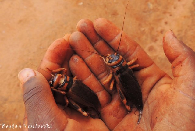 Nkhululu (giant crickets. brachytrypes membranaceus)