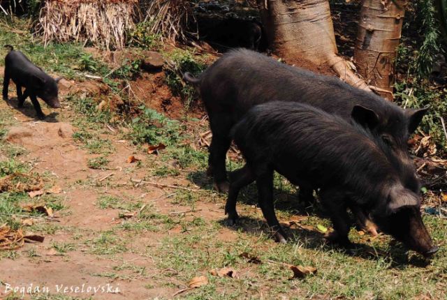 Nkhumba (pig family)