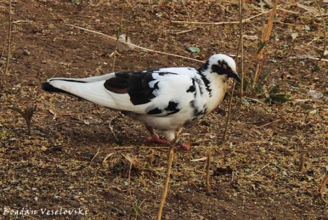 Nkhunda (pigeon)