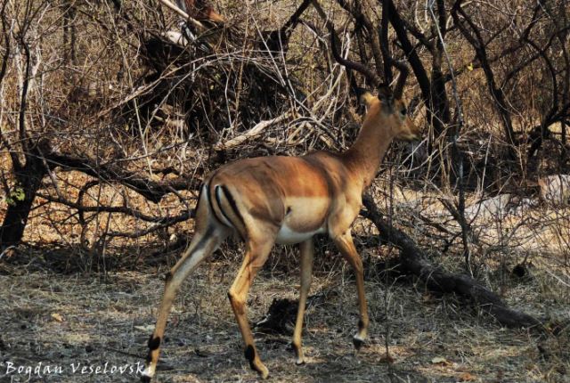 Nswala (impala - male. Aepyceros melampus)