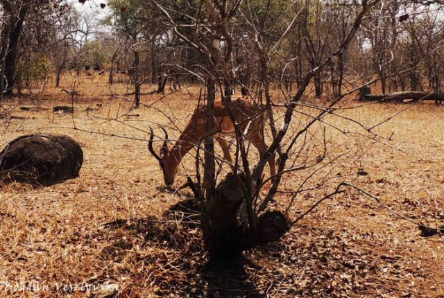 Nswala (impala - male feeding)
