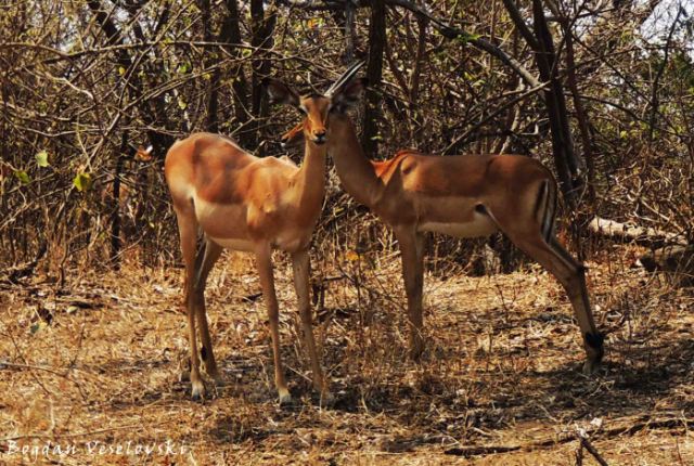 Nswala (impala - young couple)