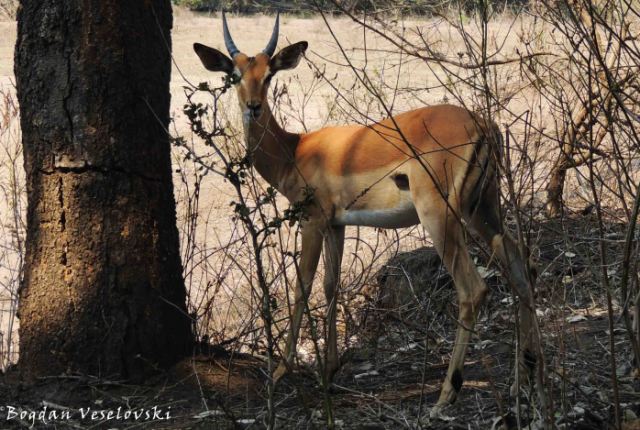 Nswala (impala - young male)