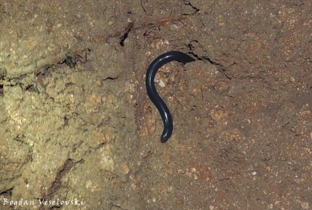 Nthonga (Schlegel's blind snake)
