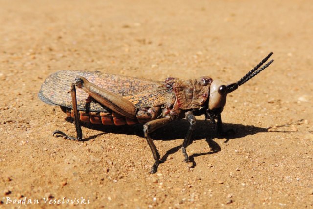 Nunkhadala / Chiwala (grasshopper)