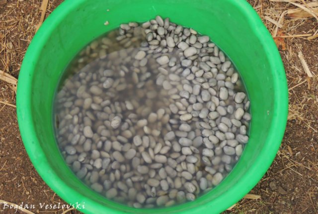 Nyemba (beans. phaseolus vulgaris)