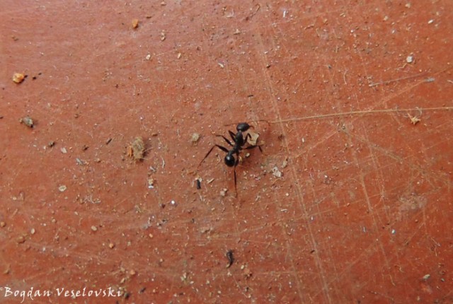 Nyerere (ant)