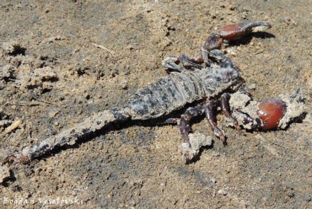 Pheterere (scorpion in Mwaza)