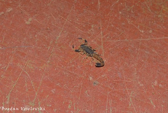 Pheterere (scorpion)