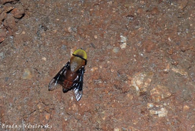 Pwayi (tsetse fly)