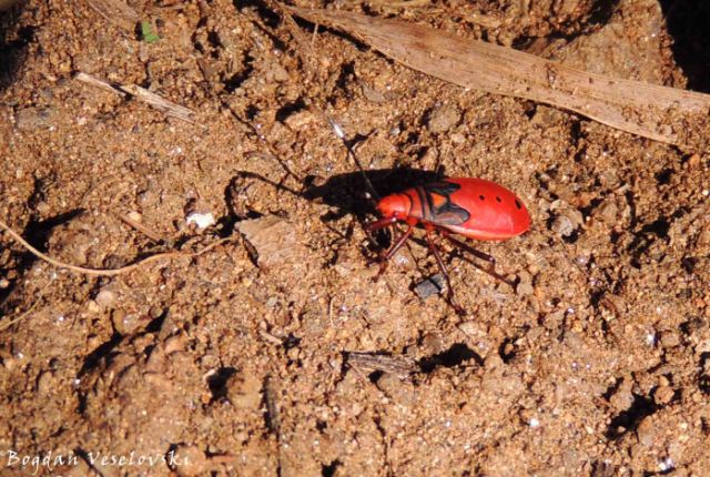 Pyrrhocoridae - red bug