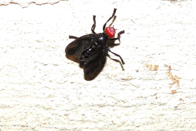 Red-headed fly (Bromophila caffra)