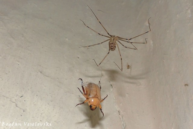 Spider & beetle