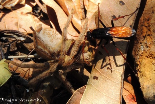 Spider wasp (tarantula hawk) paralyzing its prey