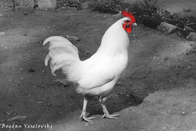 Tambala (rooster)