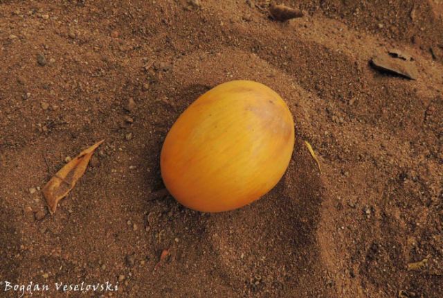 Thondo (wild mango)