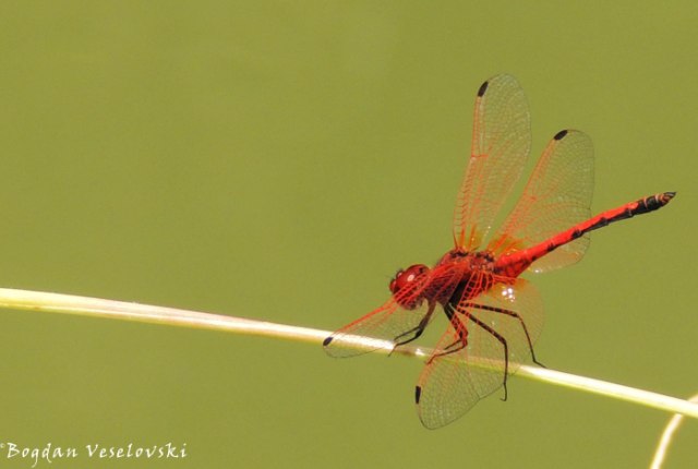 Tombolombo (dragonfly)