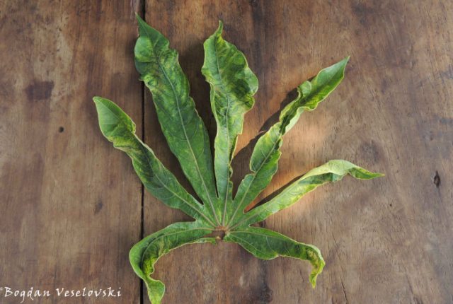 Tsamba la chinangwa (cassava leaf)