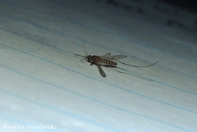 Udzudzu (mosquito)