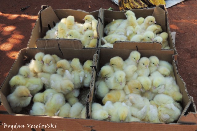 Wholesale chicks