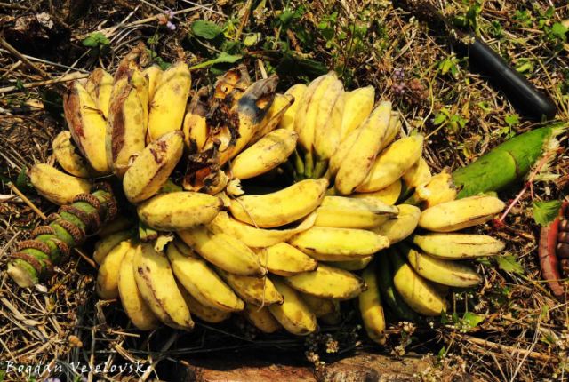 Zanda (sweet bananas)