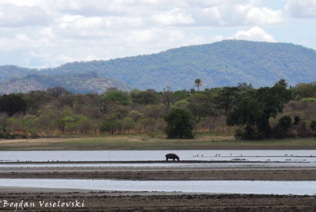 Hippo in Vwaza Marsh Wildlife Reserve