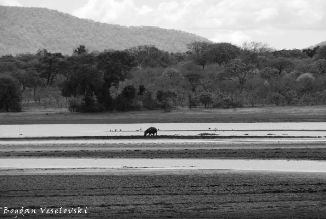Hippo in Vwaza Marsh Wildlife Reserve