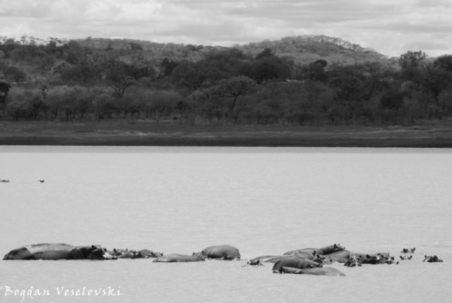 Hippos in Vwaza Marsh Wildlife Reserve