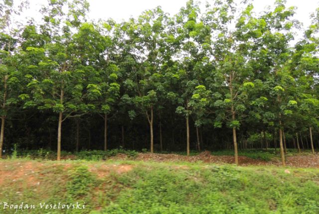 Athombozi (rubber trees)
