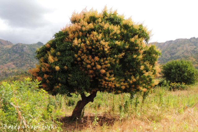 Blossomed mango tree