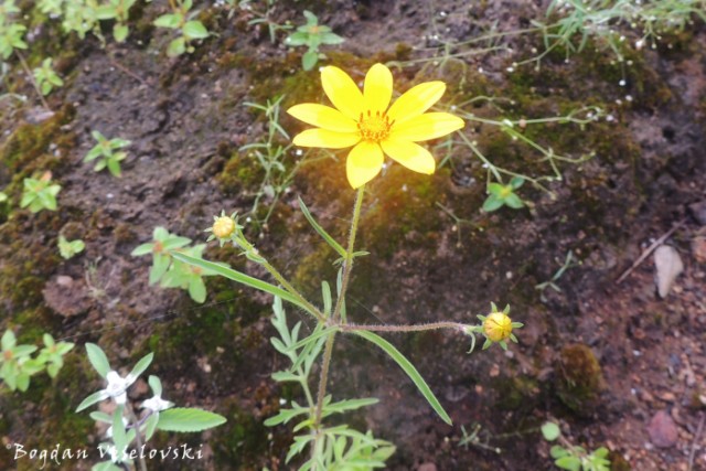 flower in Mulanje