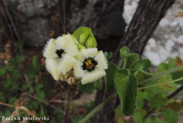 flowers in Dedza