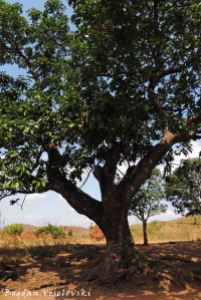 Kachere (Common wild fig - Ficus natalensis)