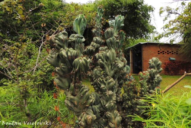 Kaloga (cactus in Cape Maclear)