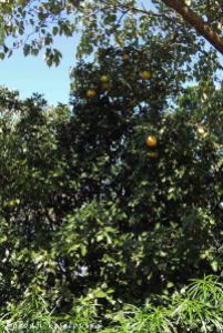 Manyumwa (grapefruit tree)