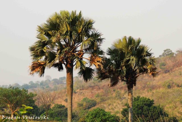 Mdikhwa (Real fan palm / Makalani palm. hyphaene petersiana)