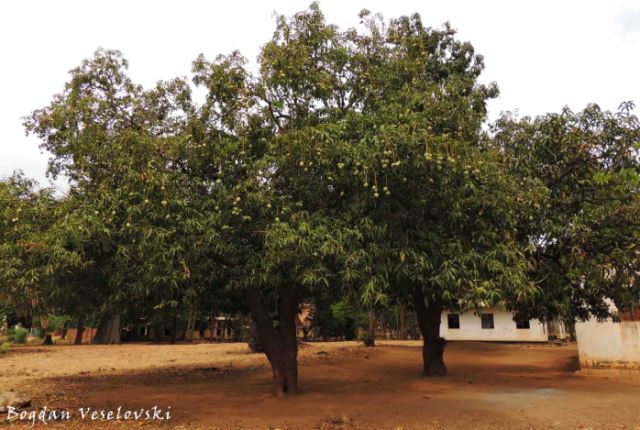 Mitengo ia mango (Mango trees - Mangifera indica)