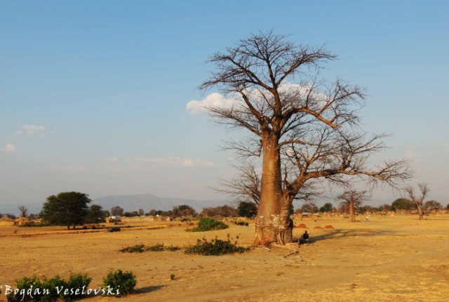 Mlambe (Baobab - Adansonia digitata)