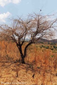 Mmwaye ^ Mteme (elephant-orange tree. Strychnos spinos)