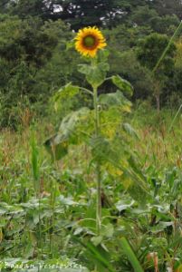 Mpendadzuwa (sunflower in Mulanje)