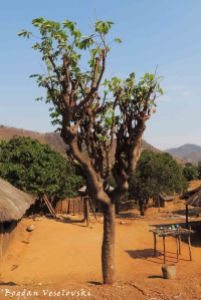 Mtengo wa chinangwa (Cassava tree)