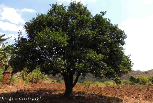 Mtengo wa lalange (orange tree)