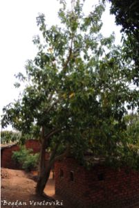 Mtengo wa masuku (wild loquat tree)