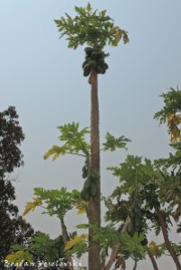 Mtengo wa mpapaya (Pawpaw tree - Carica papaya)