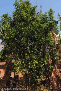 Mtengo wa nachesi (tangerine tree)