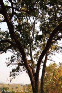 Mtengo wa Peyala (Avocado tree)